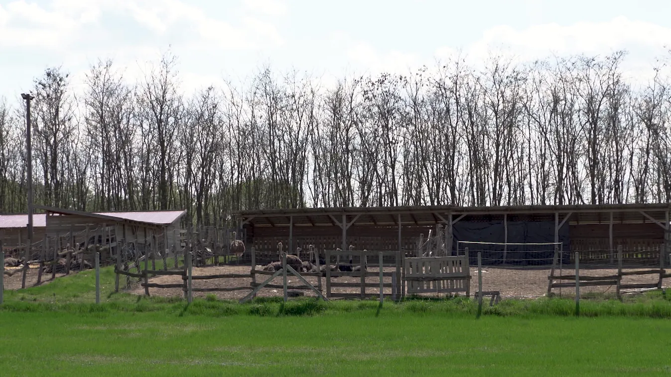 Radar: Több száz strucc a farmon