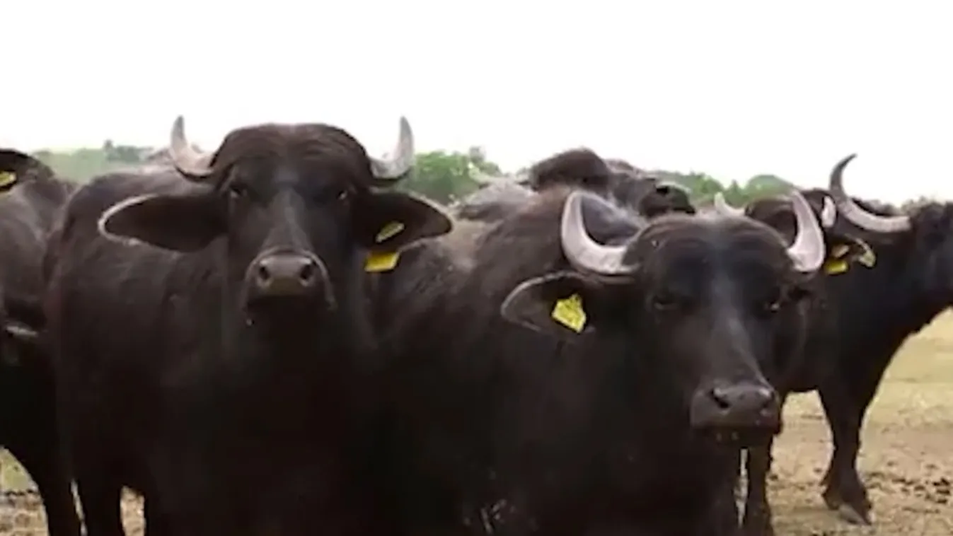 Emelkedett az ökológiai gazdaságok területalapú támogatása + videó