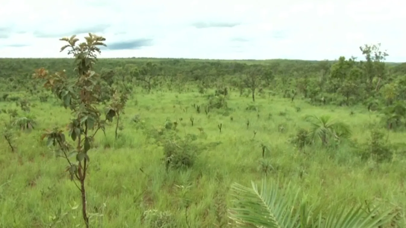 Aggódnak a természetvédők az amazóniai esőerdőért