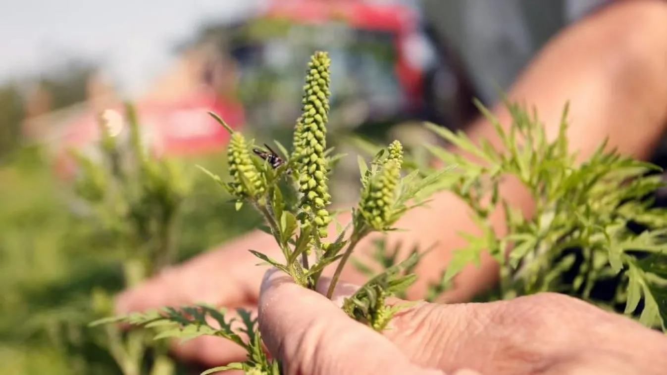 Milliós büntetést szabhatnak ki a parlagfű miatt