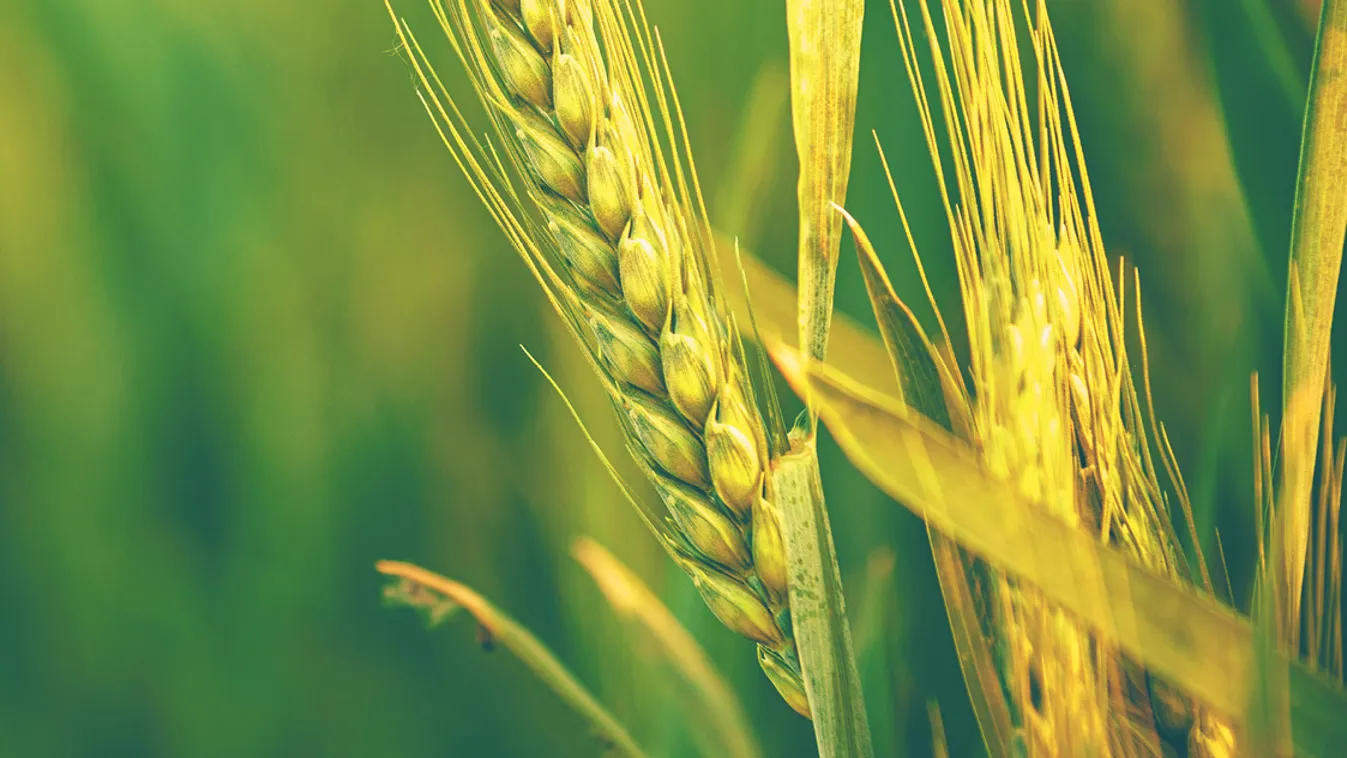 Tavaszra várható végleges döntés az Unió közös agrárpolitikájában