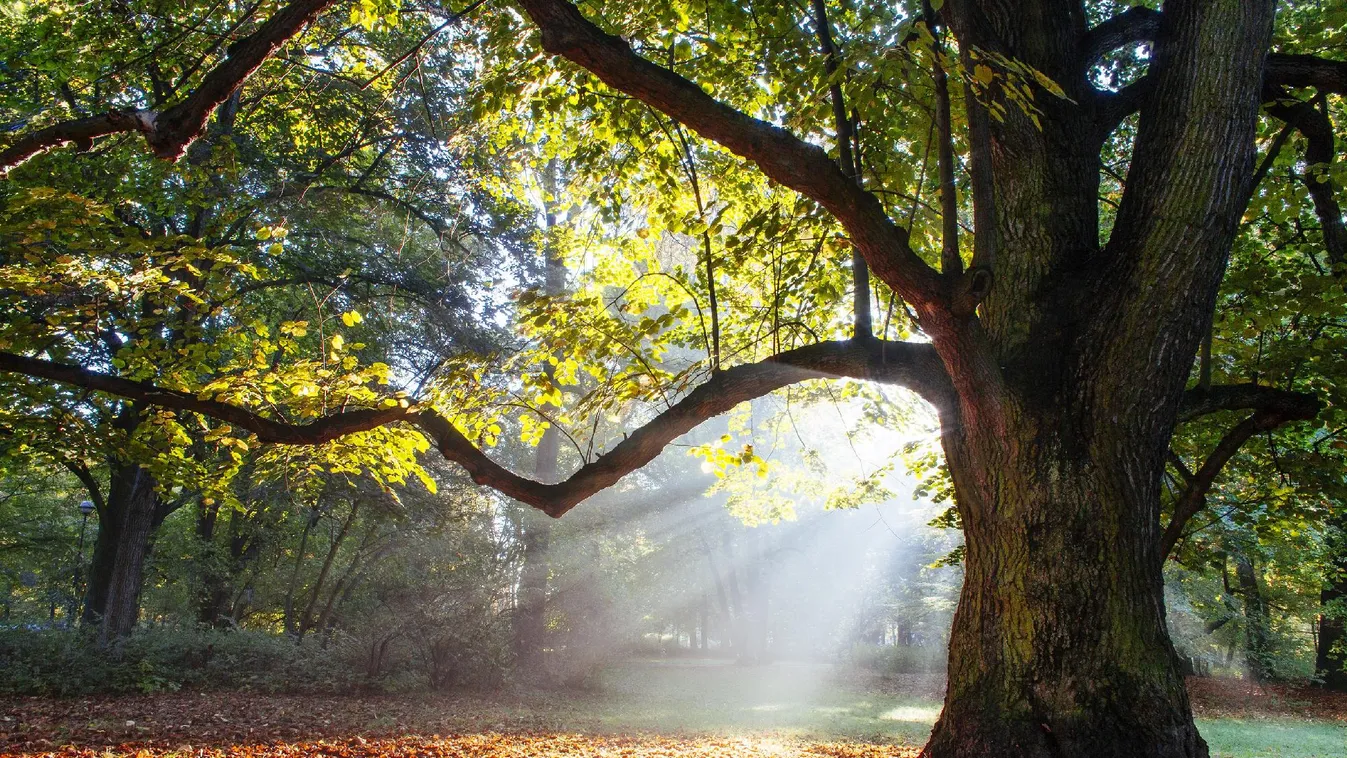 Várnak Vas vármegye csodálatos erdői