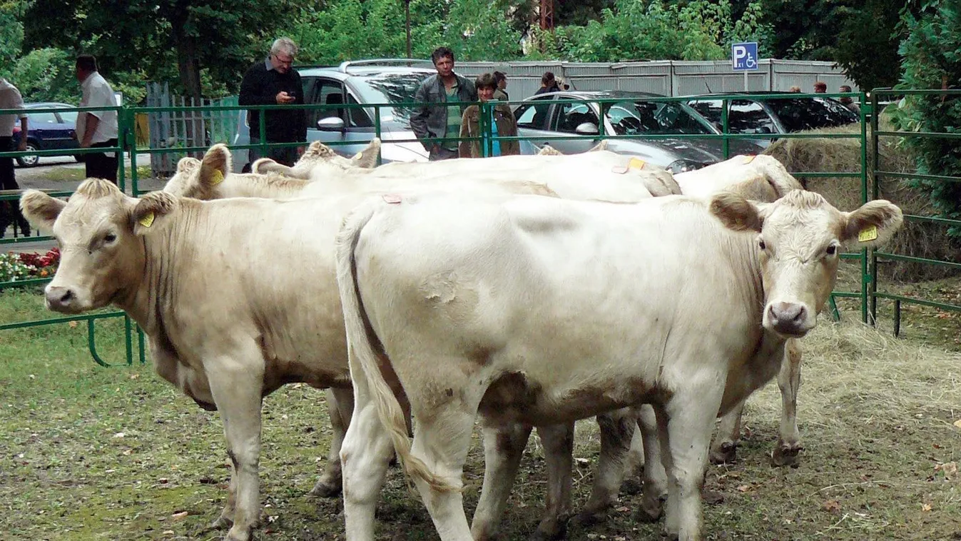 A Drávamenti angusz húsmarha gulya – Soroló