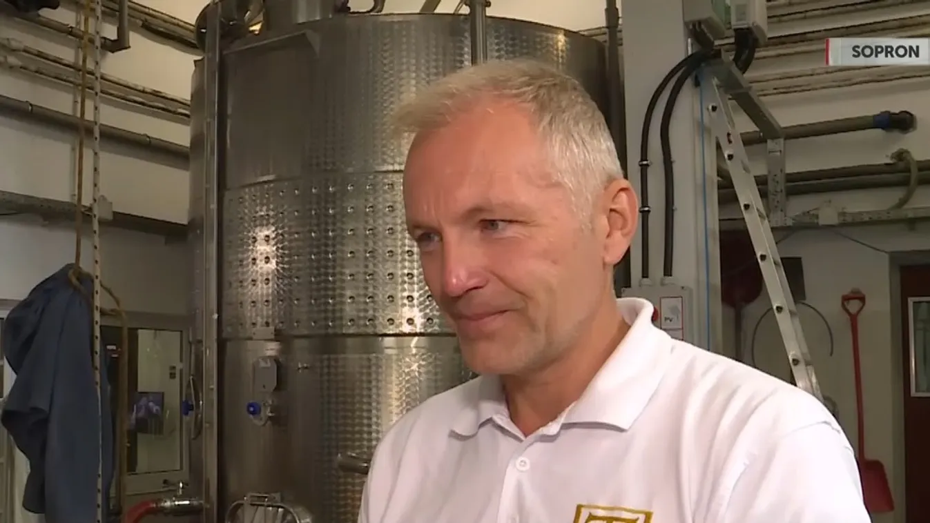 Napindító – Kézi- és gépi szüret Sopronban