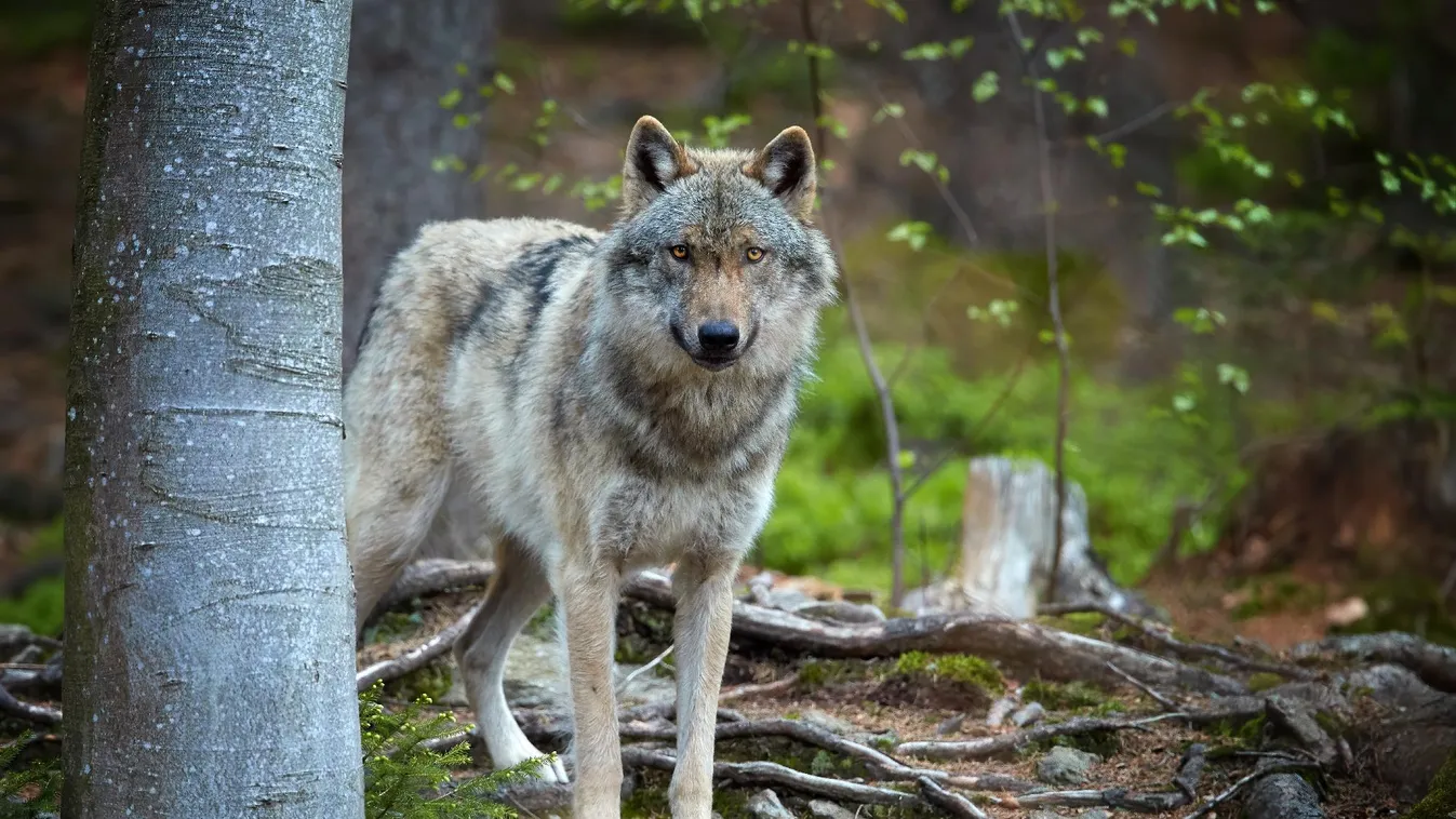 Budapest környékén kóborol a vándorló svájci farkas