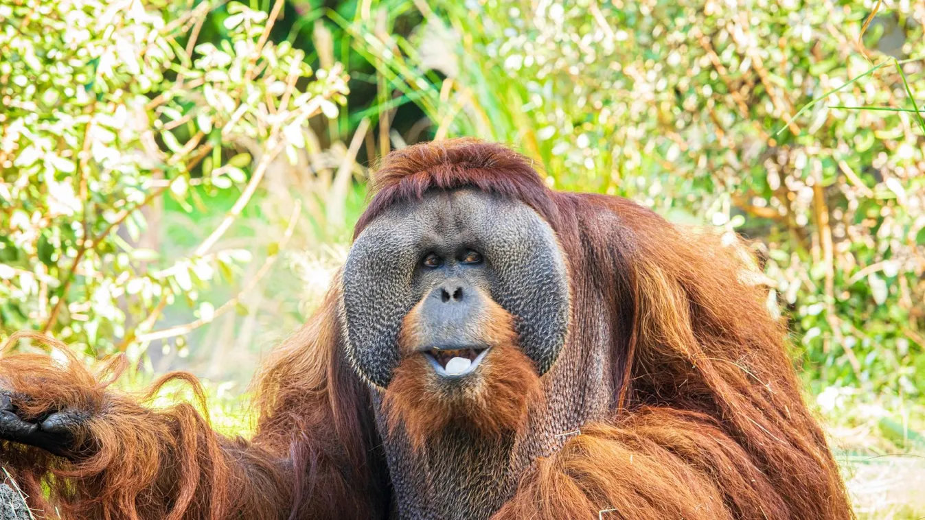 Elpusztult Észak-Amerika legidősebb hím orángutánja