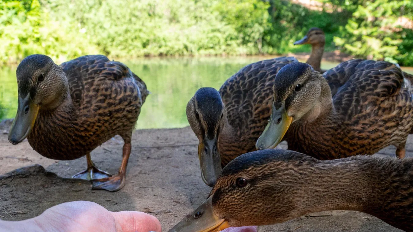 A kacsaetető automatákból se etessék a vízimadarakat!