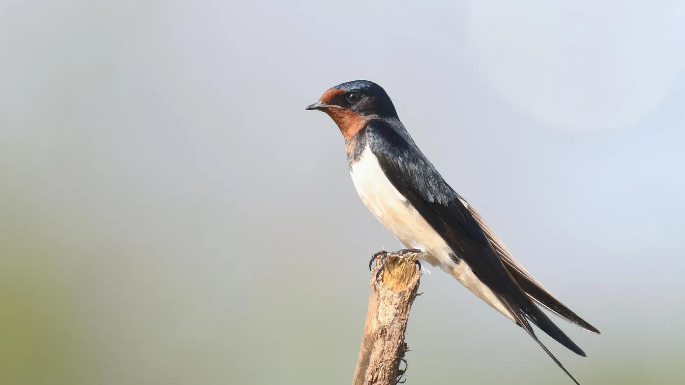 Az MME a fecskefészkek védelmére hívja fel a figyelmet