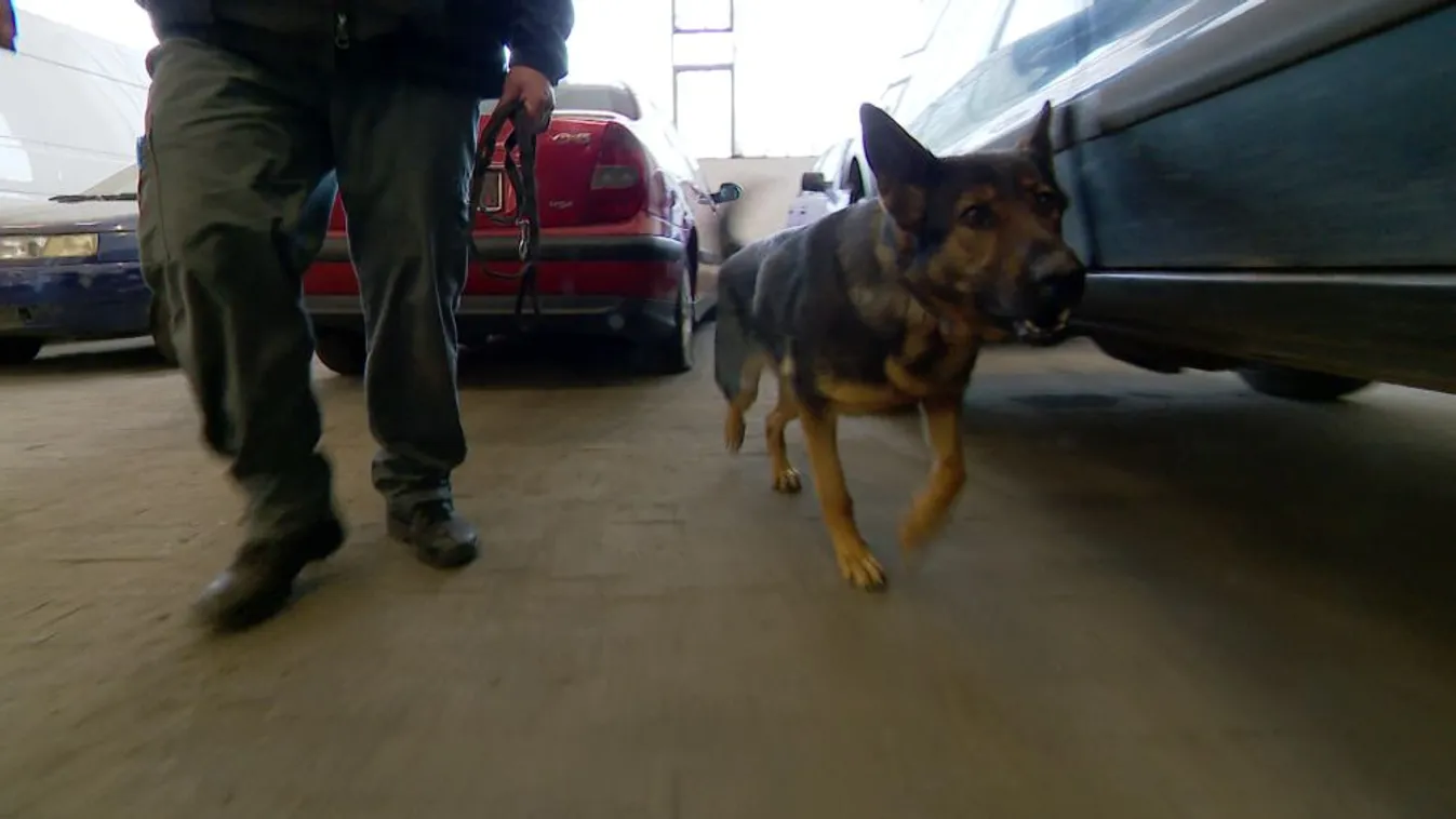 Keresőkutyák bevetésen