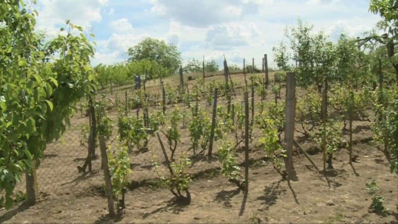 Felosztva – Soroló