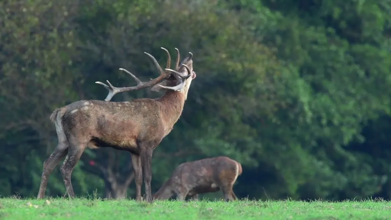 Somogyi helyszínek is csatlakoztak a vadászati és természeti világkiállításhoz