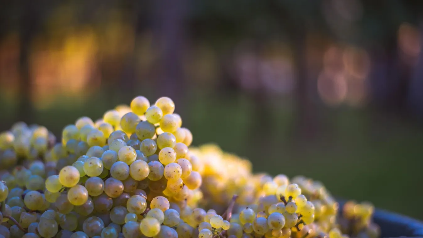 Átfogó szőlőszüreti ellenőrzés indult