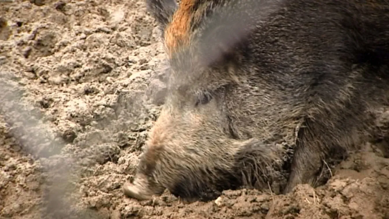 Borsod újabb területén bukkant fel az afrikai sertéspestis