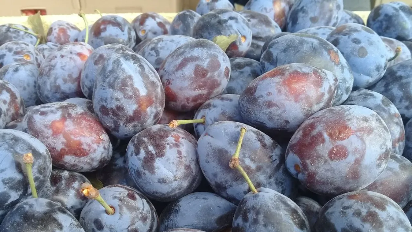 Átlagos mennyiségű, de jó minőségű idén a szilva