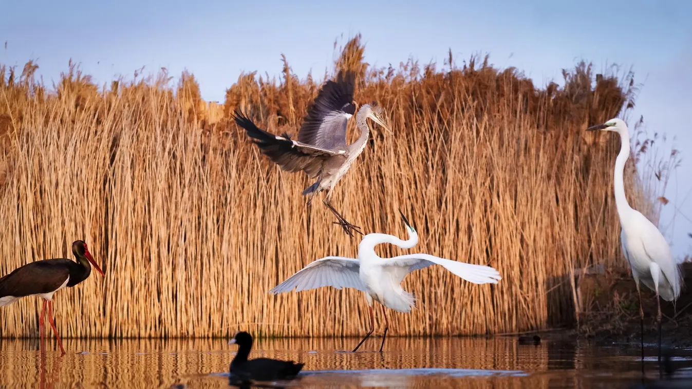 Vasárnap van a vizes élőhelyek világnapja
