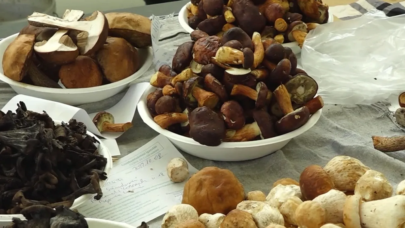 Napindító - Mindenképp vizsgáltassuk be az erdőben szedett gombát!