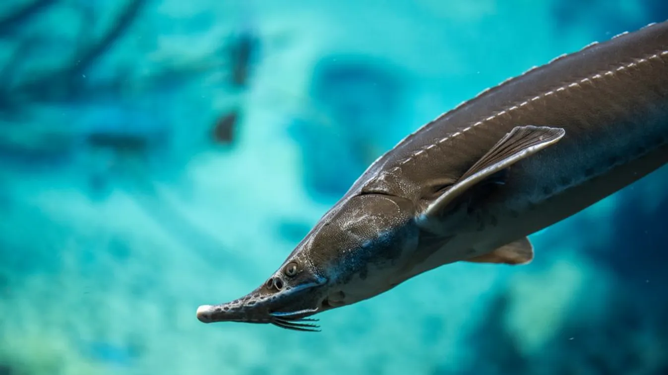 Orvhalászat sodorja a kihalás szélére a Duna tokhalfajait
