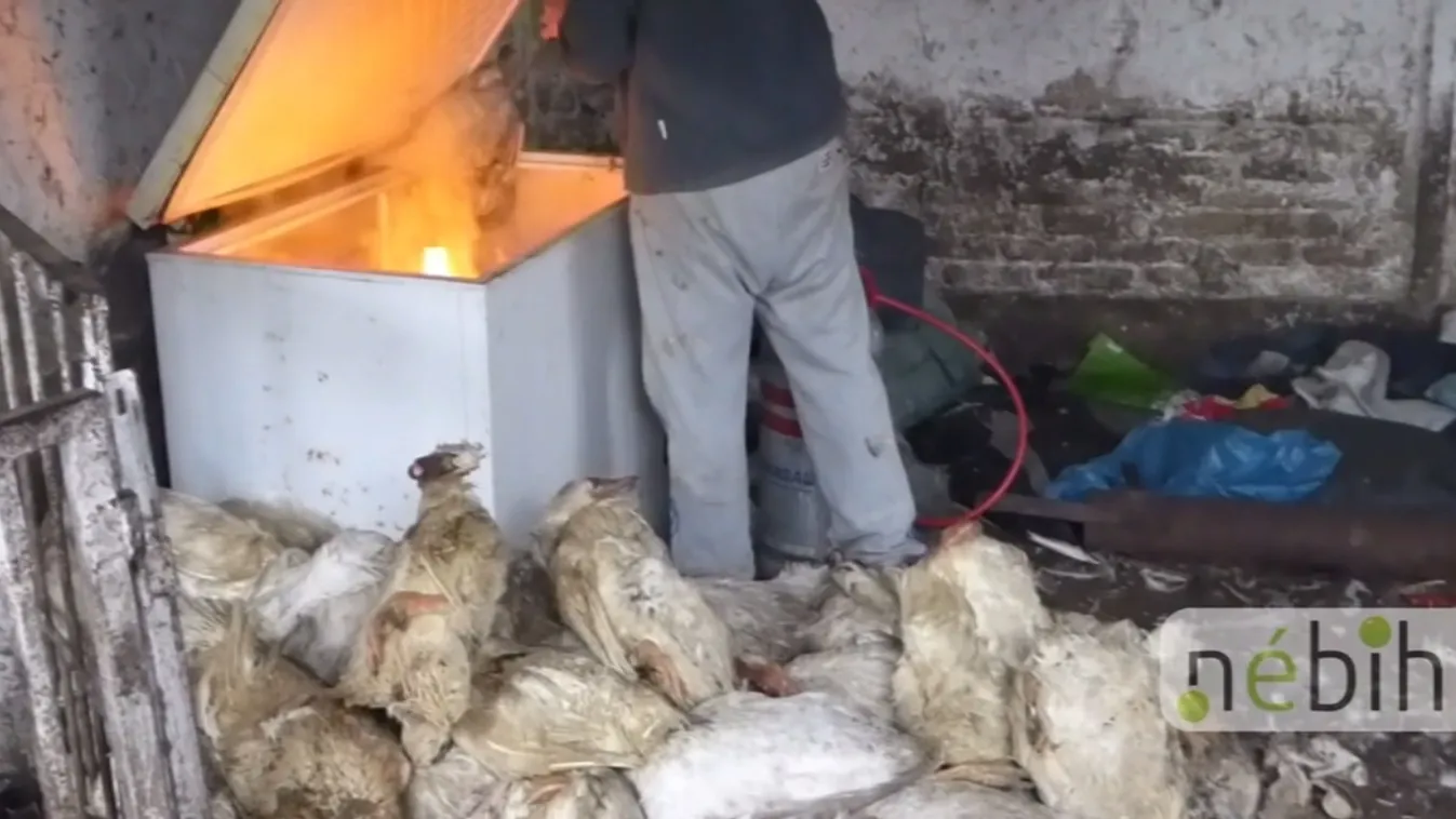 Kacsatetemekkel etették a sertéseket