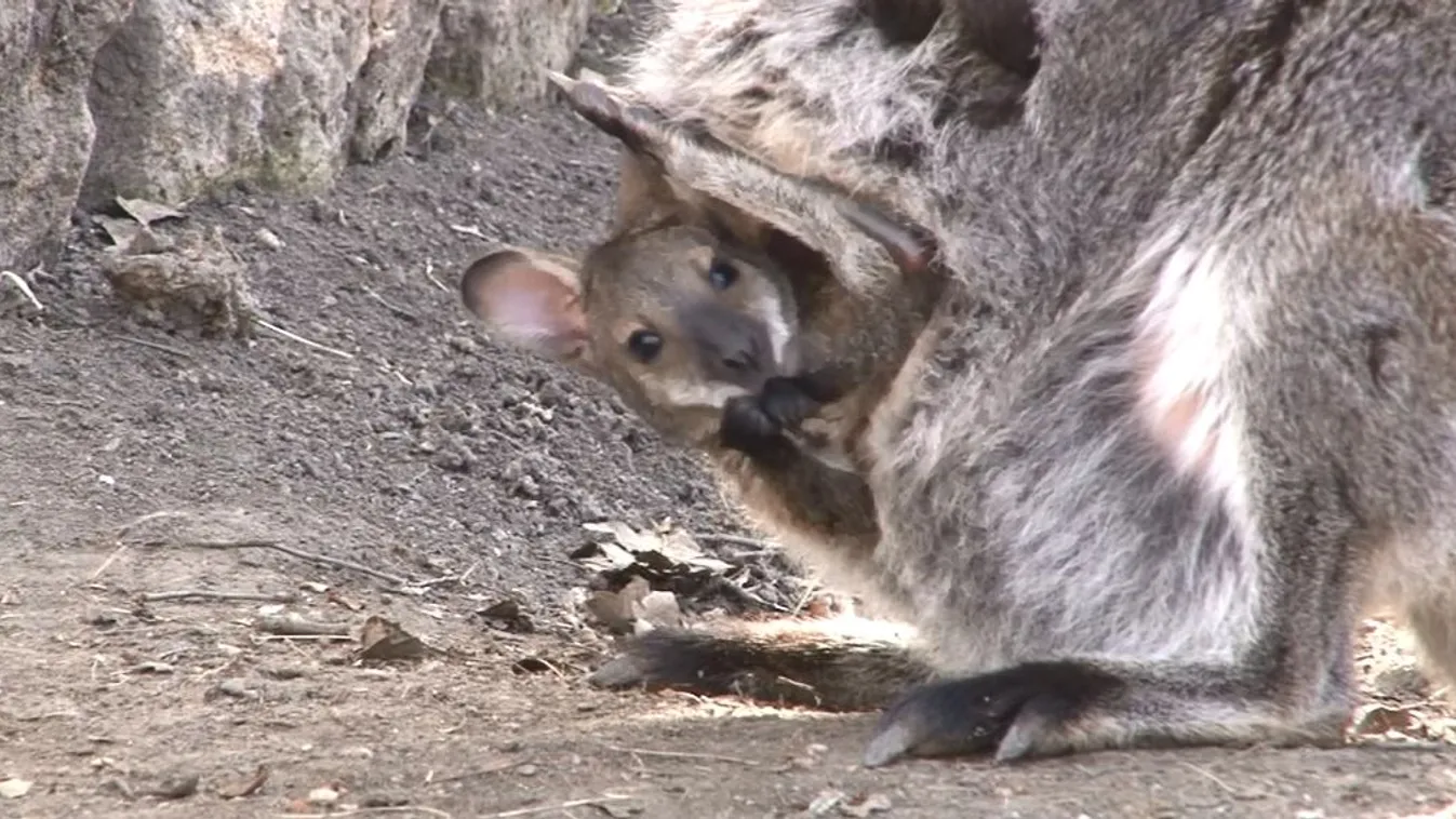 Már ki-be ugrál anyja erszényébe a legifjabb Benett-kenguru