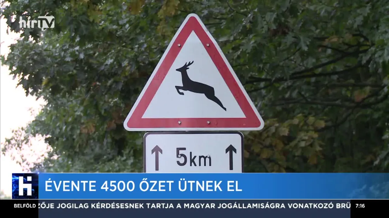 Ebben az időszakban ütik el a legtöbb őzet az utakon