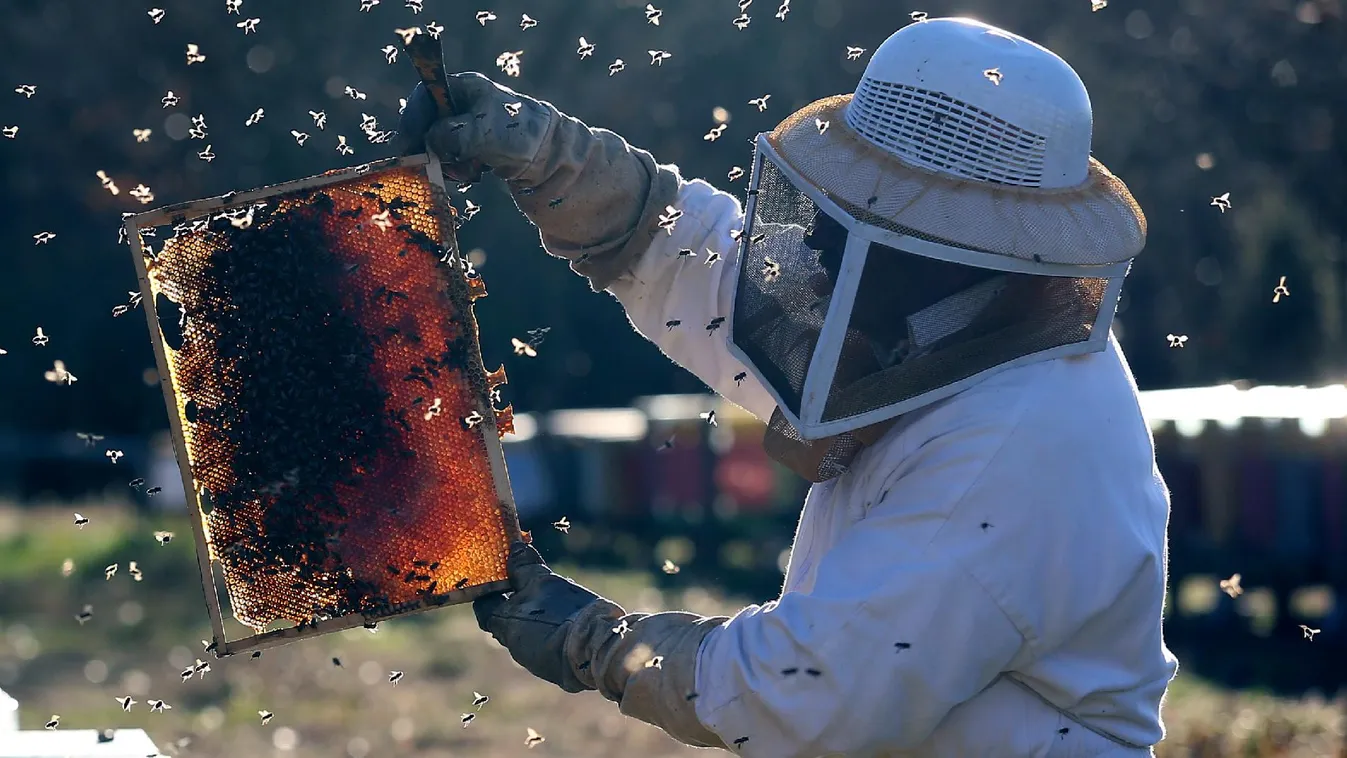 Rájár a rúd a méhészekre – Soroló