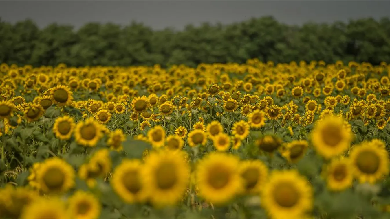 Új utakra kényszeríti a világ mezőgazdaságát a háború