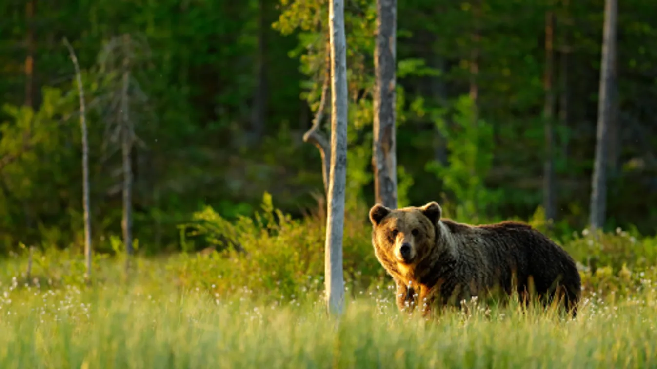 Medvét láttak Miskolcon