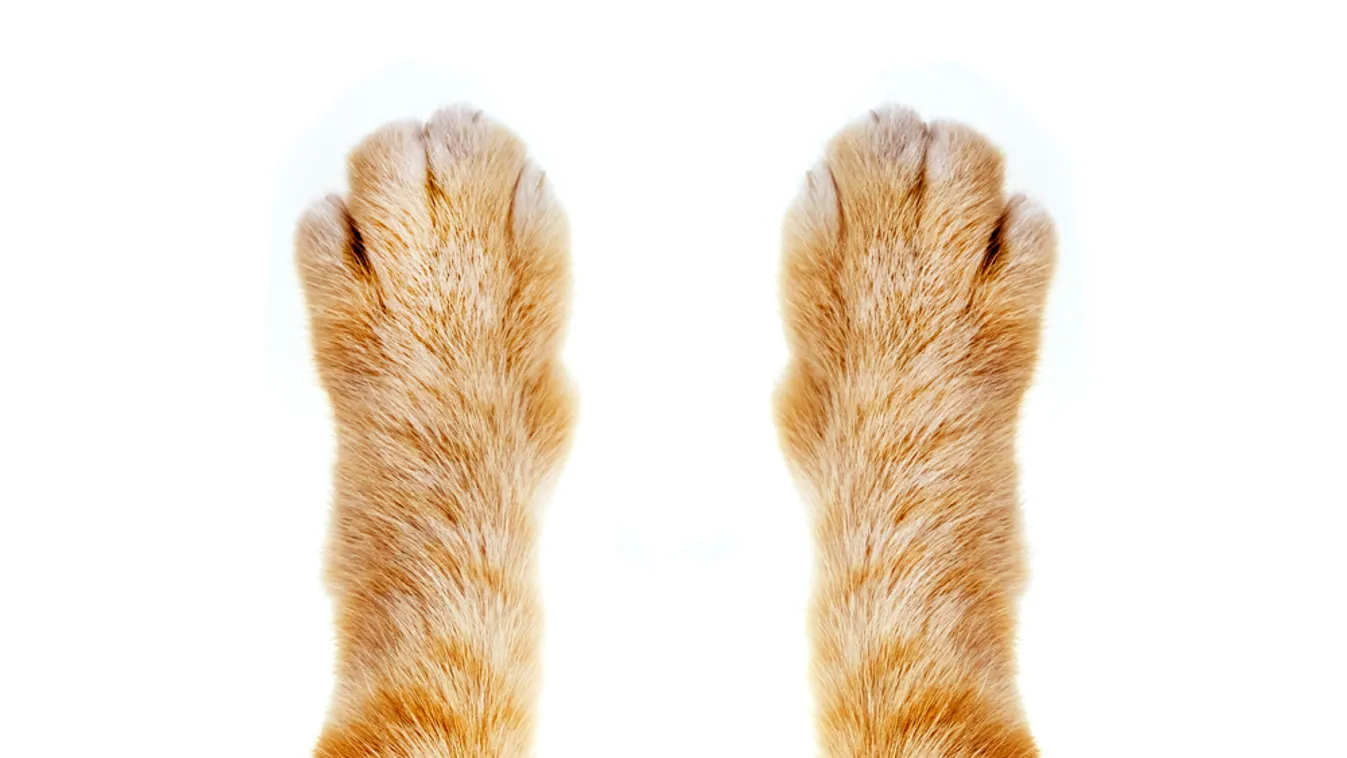 Kétezer macskatetemet és több száz élő macskát találtak egy vietnami vágóhídon