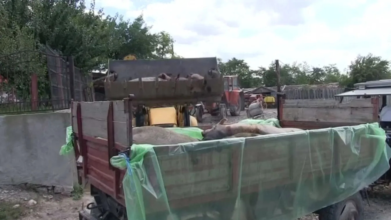 Nem sertéspestis végzett a Tiszaföldváron elhullott disznókkal