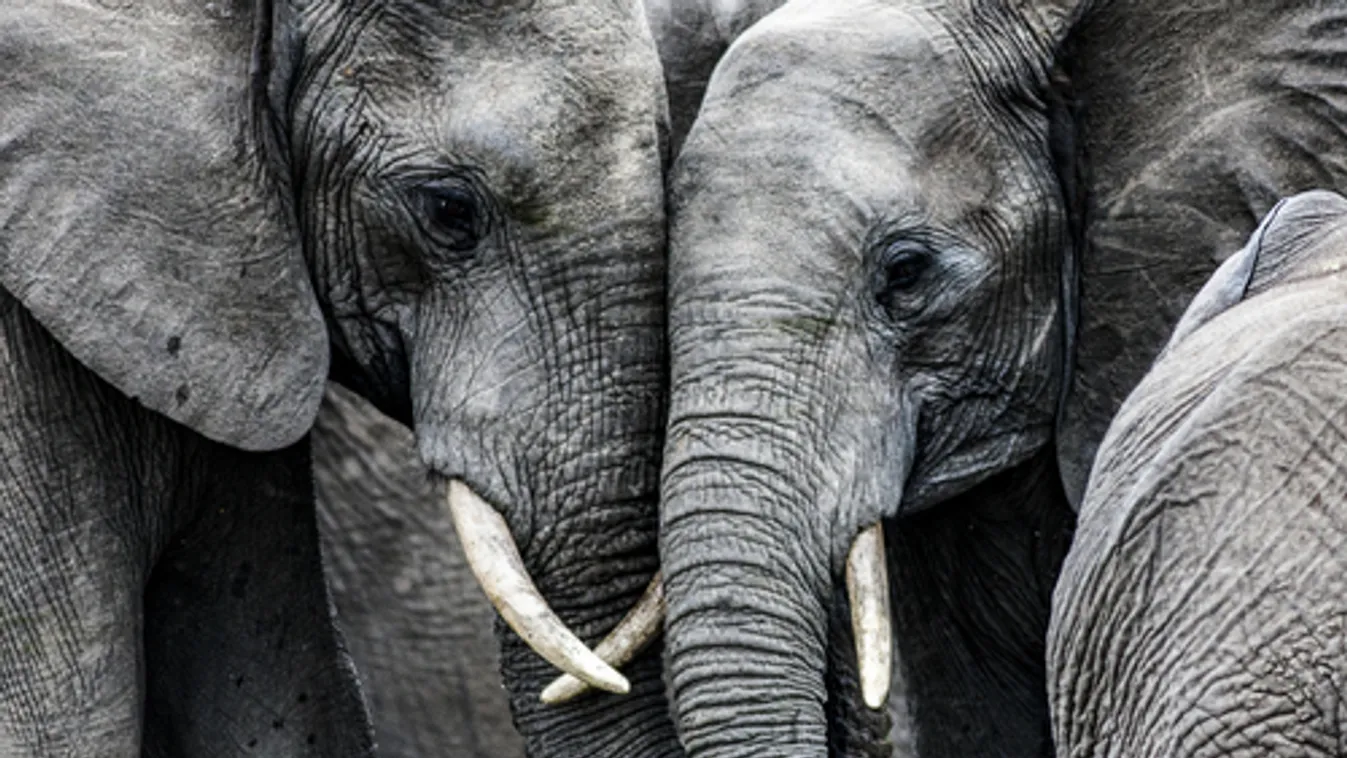 Kihalás fenyegeti az erdei elefántokat
