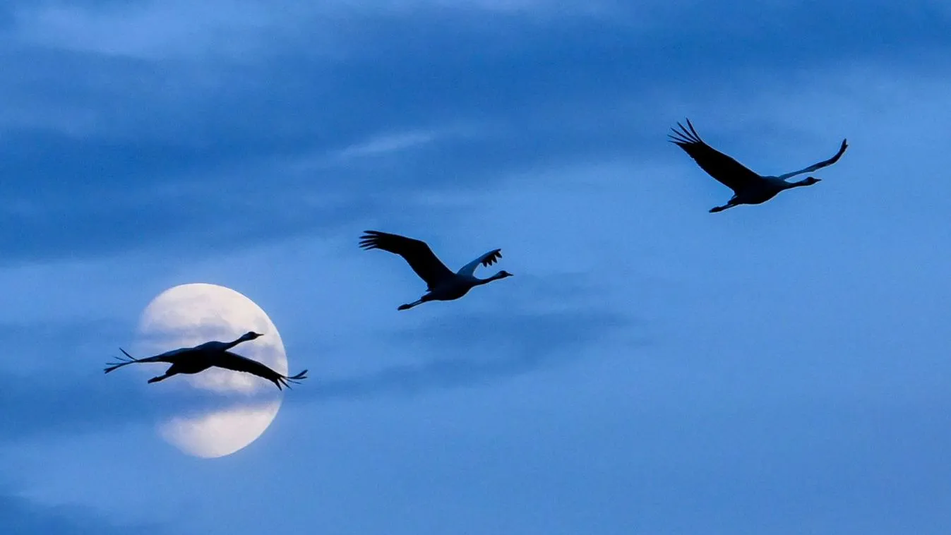 Őszi darulesekre várják a látogatókat a szegedi Fehér-tónál
