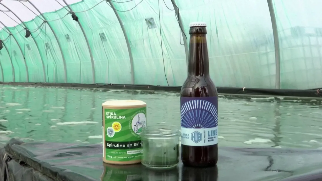 Algával készítenek kék sört Franciaországban
