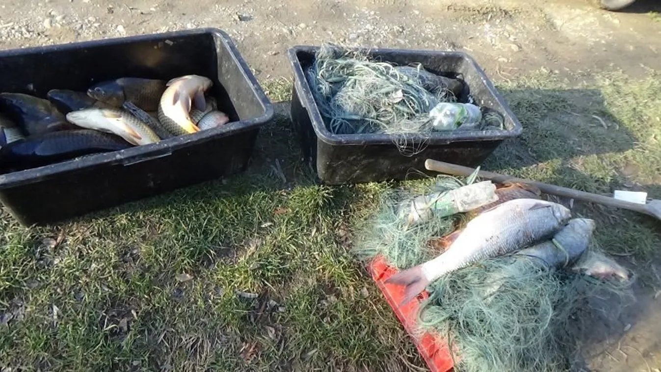 Öt év szabadságvesztés járhat a halakkal kapcsolatos törvénysértésekért