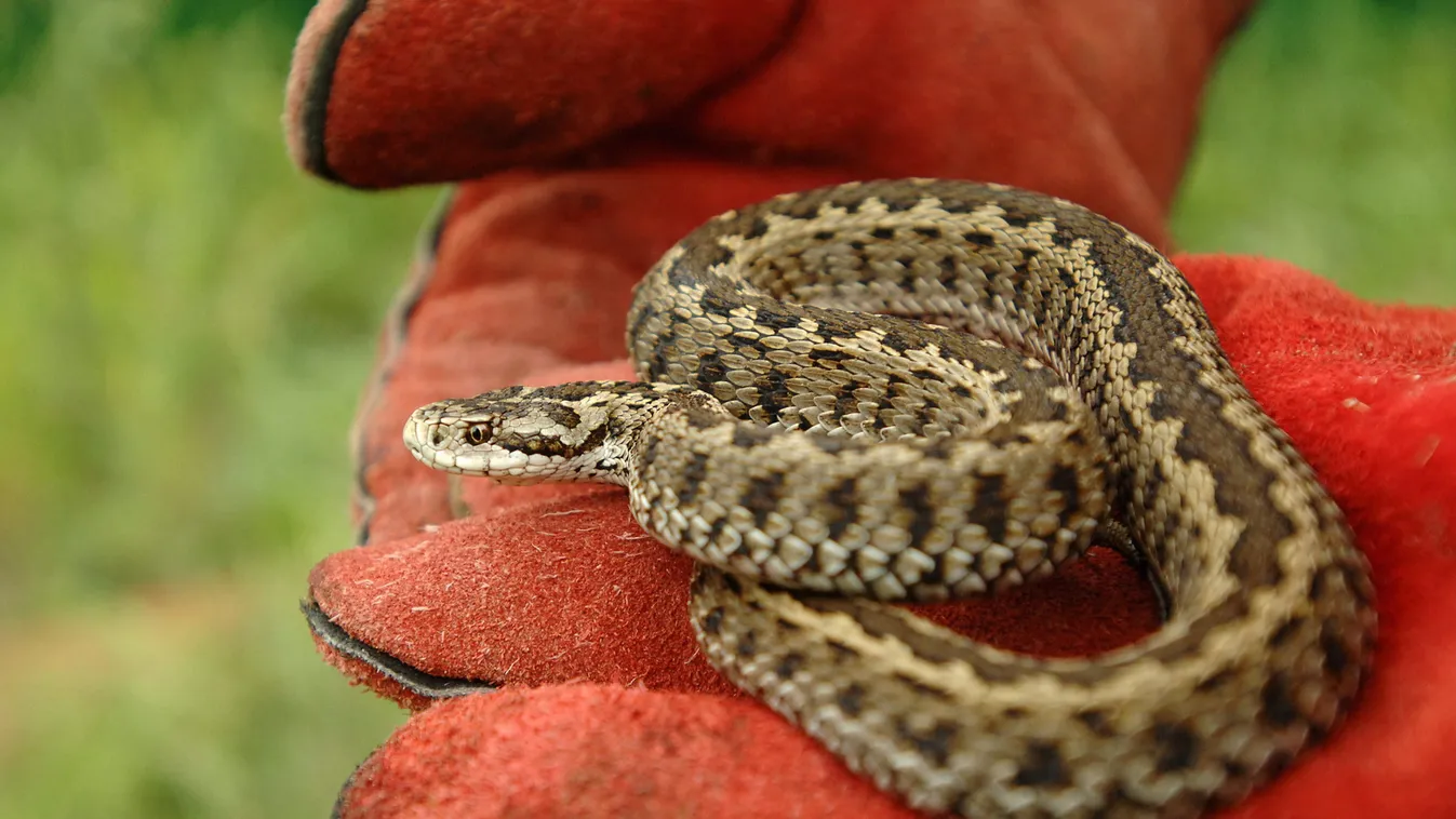 Rákosi vipera napot rendeznek szombaton a Szegedi Vadasparkban