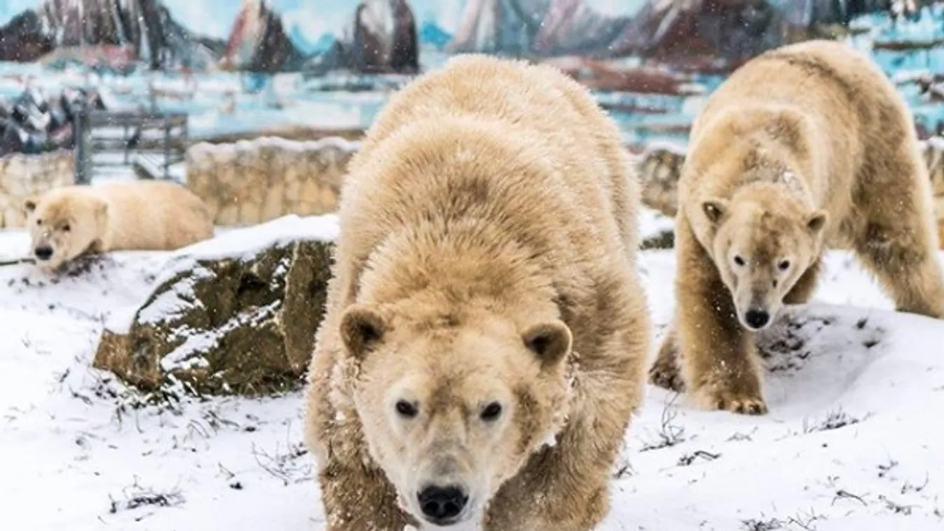 Kivételesen jó évet tudhat maga mögött a Nyíregyházi Állatpark