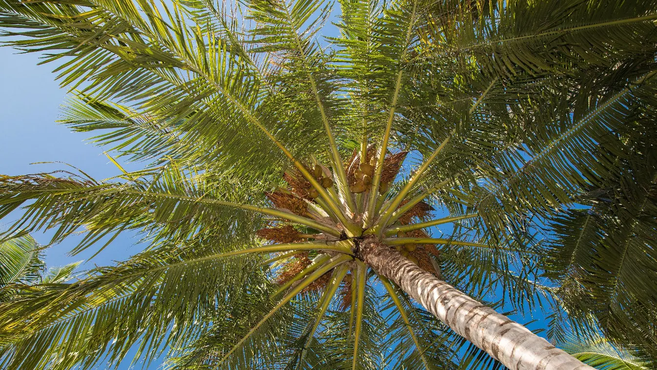 Kétmillió fát terveznek ültetni az idén a Maldív-szigeteken