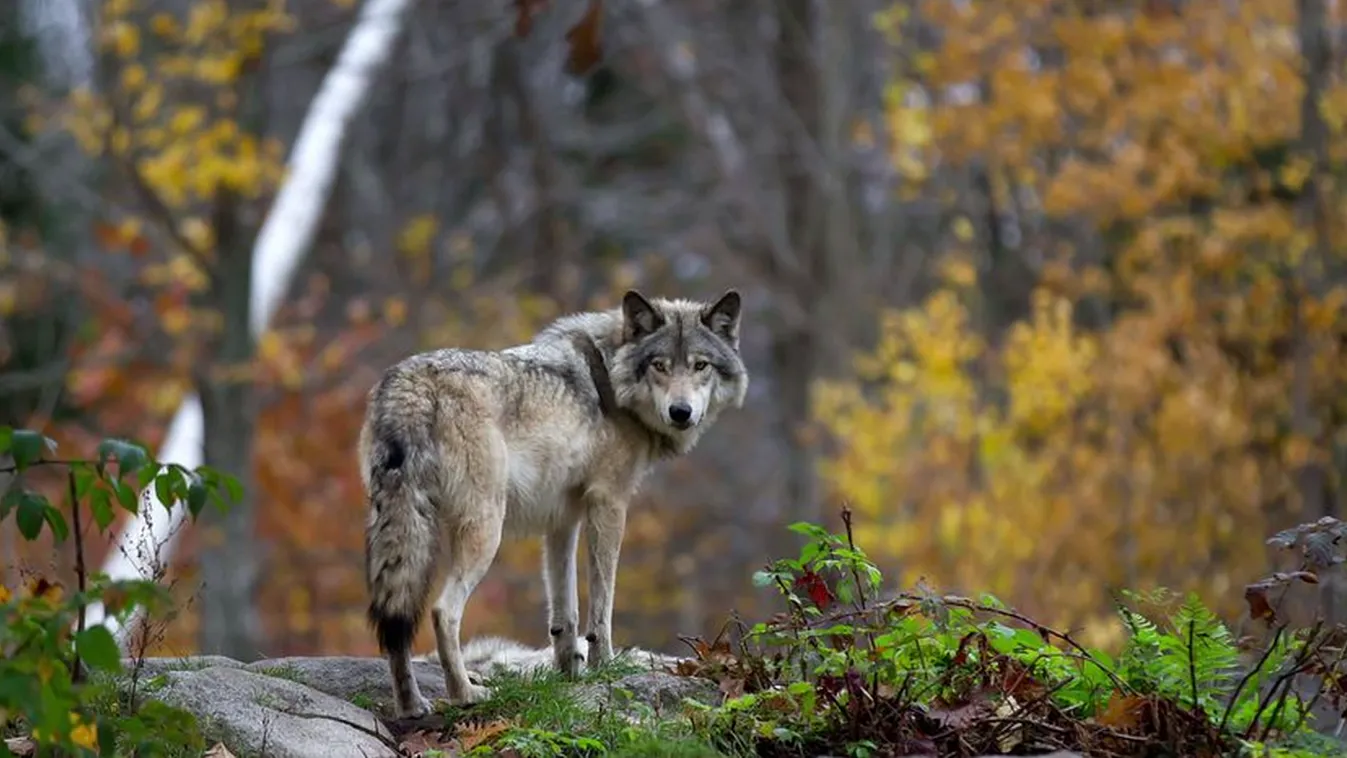 A vadász állítólag kutyának nézte a szürke farkast