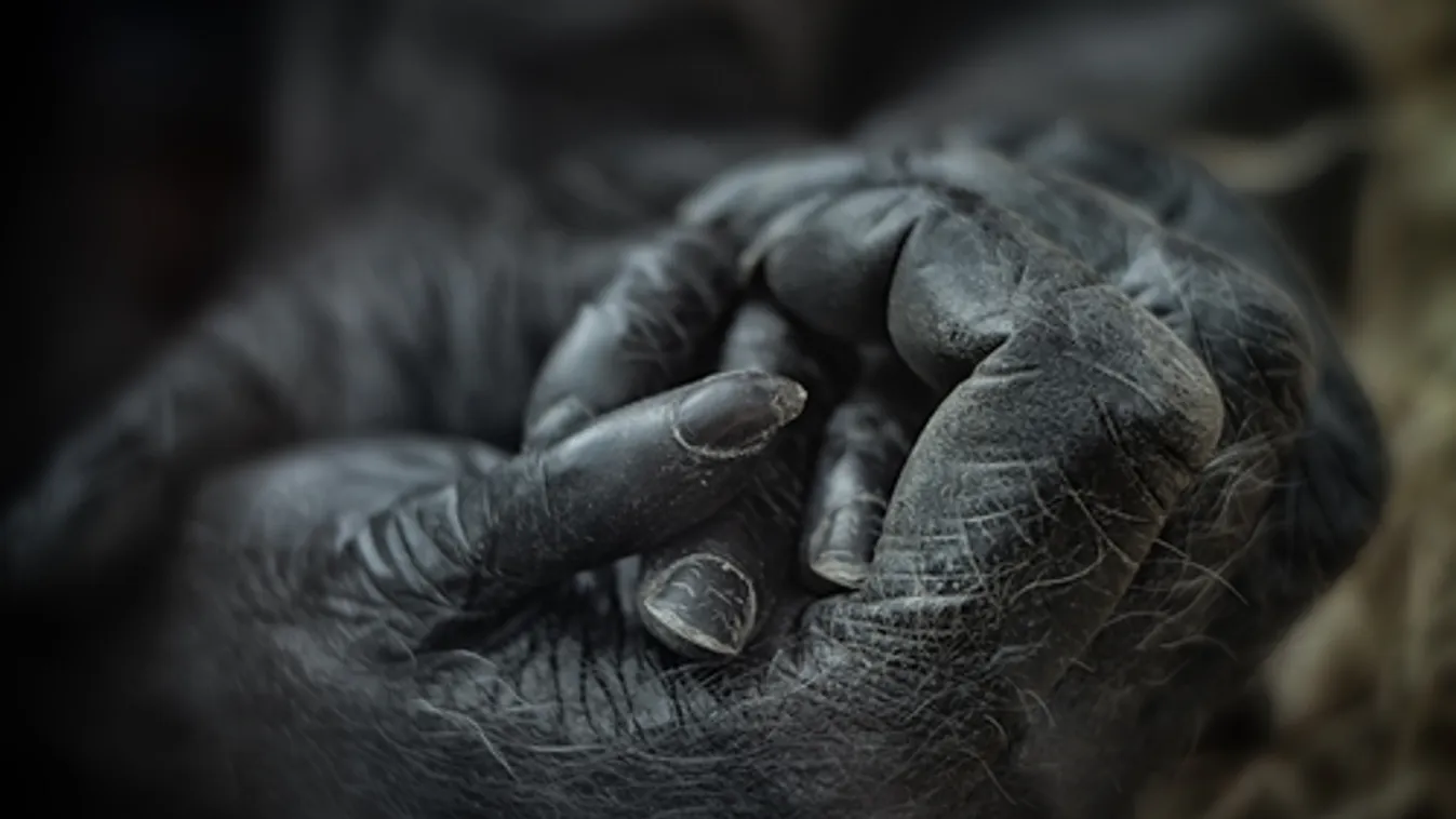 Tizenhat év után újra gorillabébi született a Berlini Állatkertben