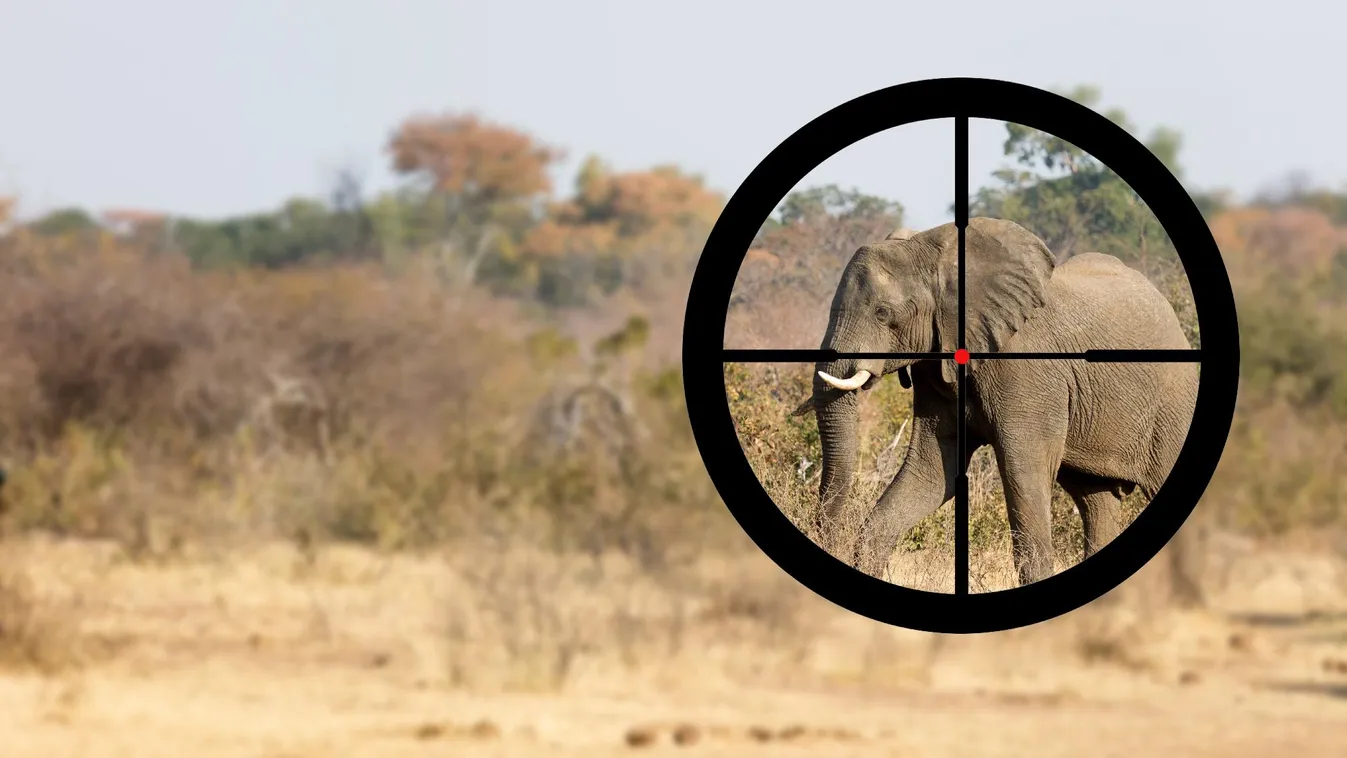 Elefántok célkeresztben