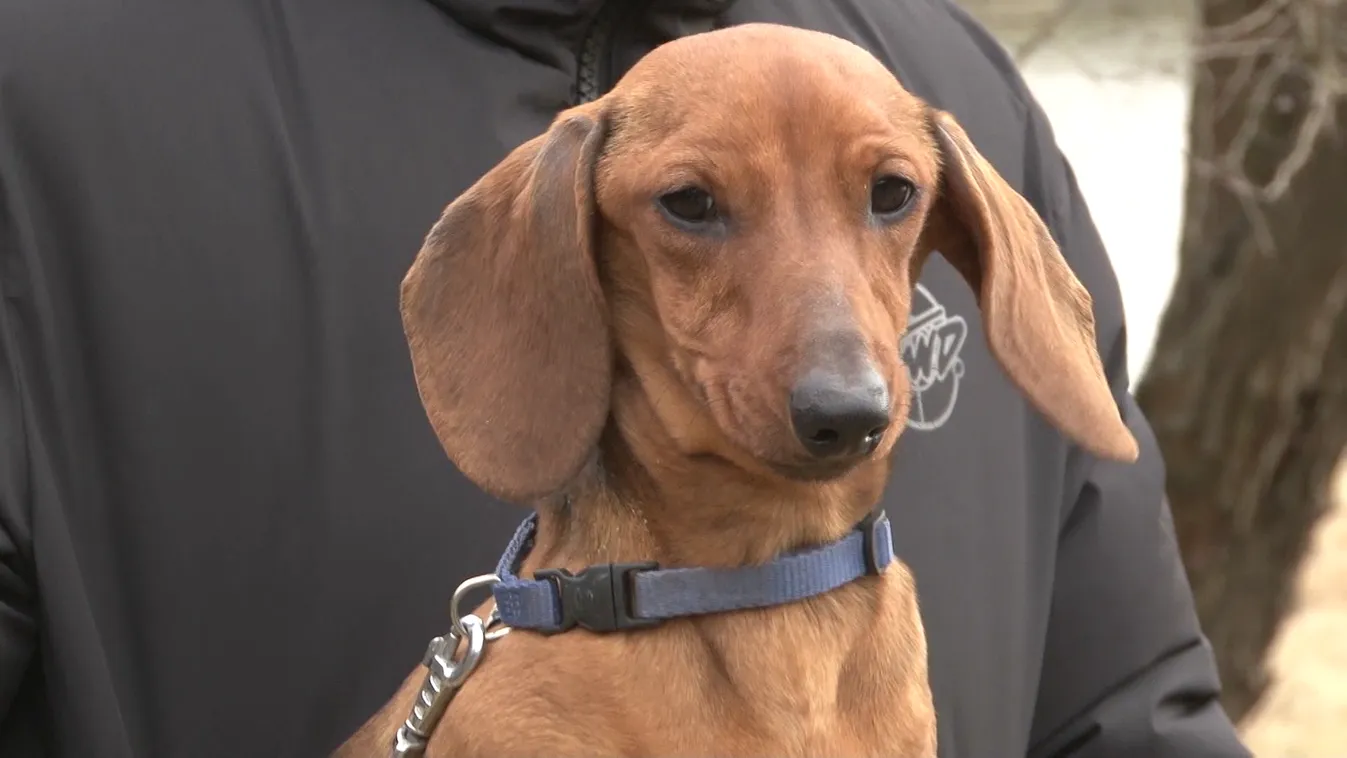 Radar - Cuki kutyafajta