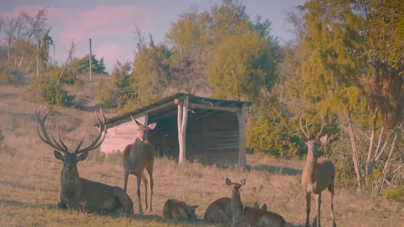 Mozaik - Várpalotától Fonyódig nyílik kilátás a Noszlopy Gáspár-kilátóról