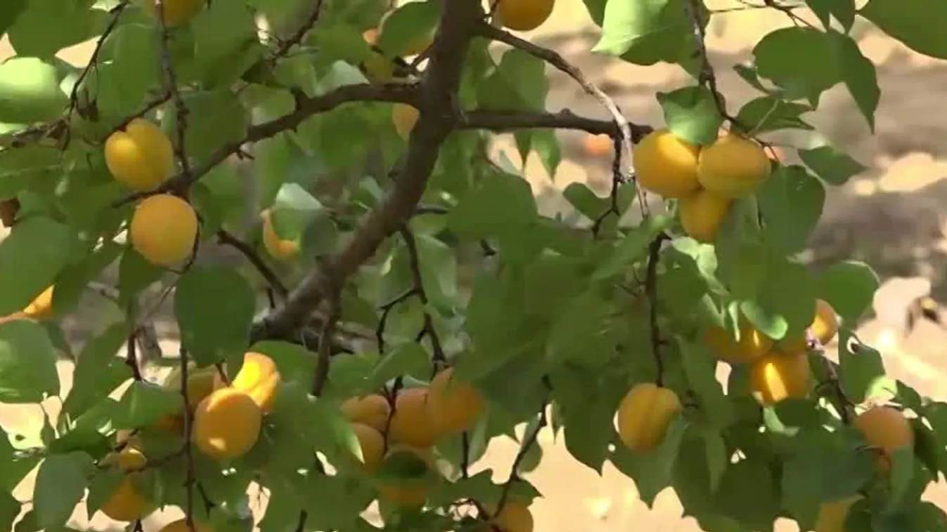 Elfagyott az idei kajszibarack termés 70 százaléka