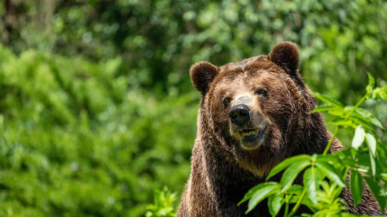 Kevesebbet alszanak a medvék a szlovák hegyekben az enyhe tél miatt