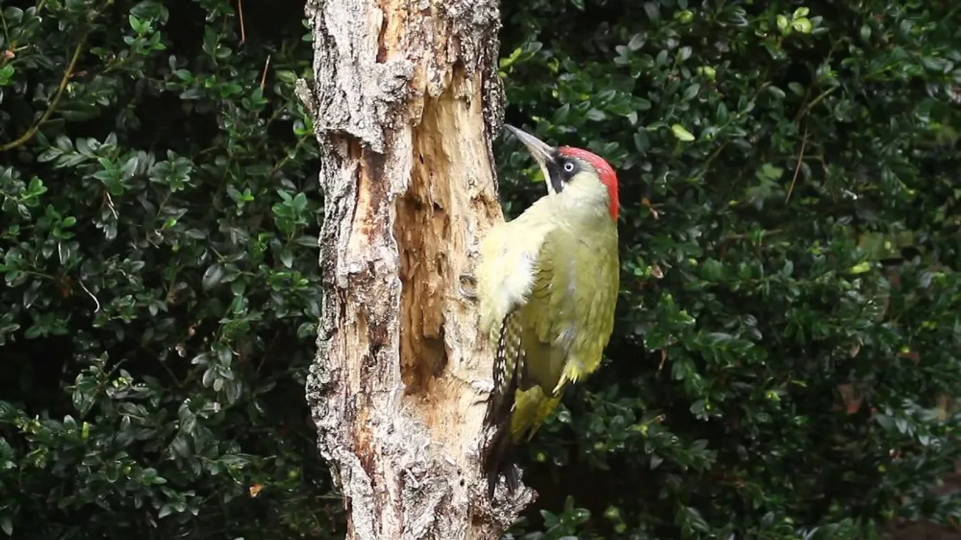 A magyar zászló színeiben pompázik az év madara