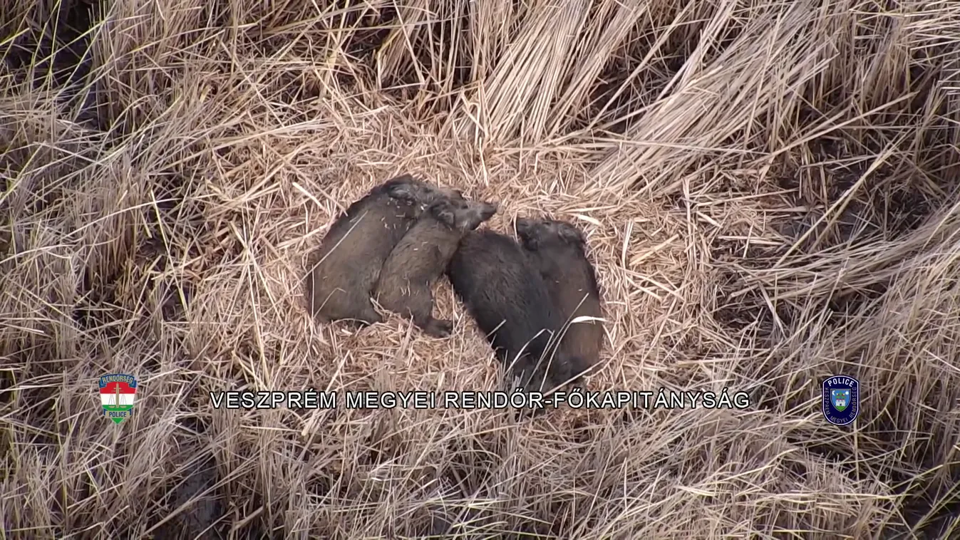 Elszaporodtak a vaddisznók a Balaton környékén