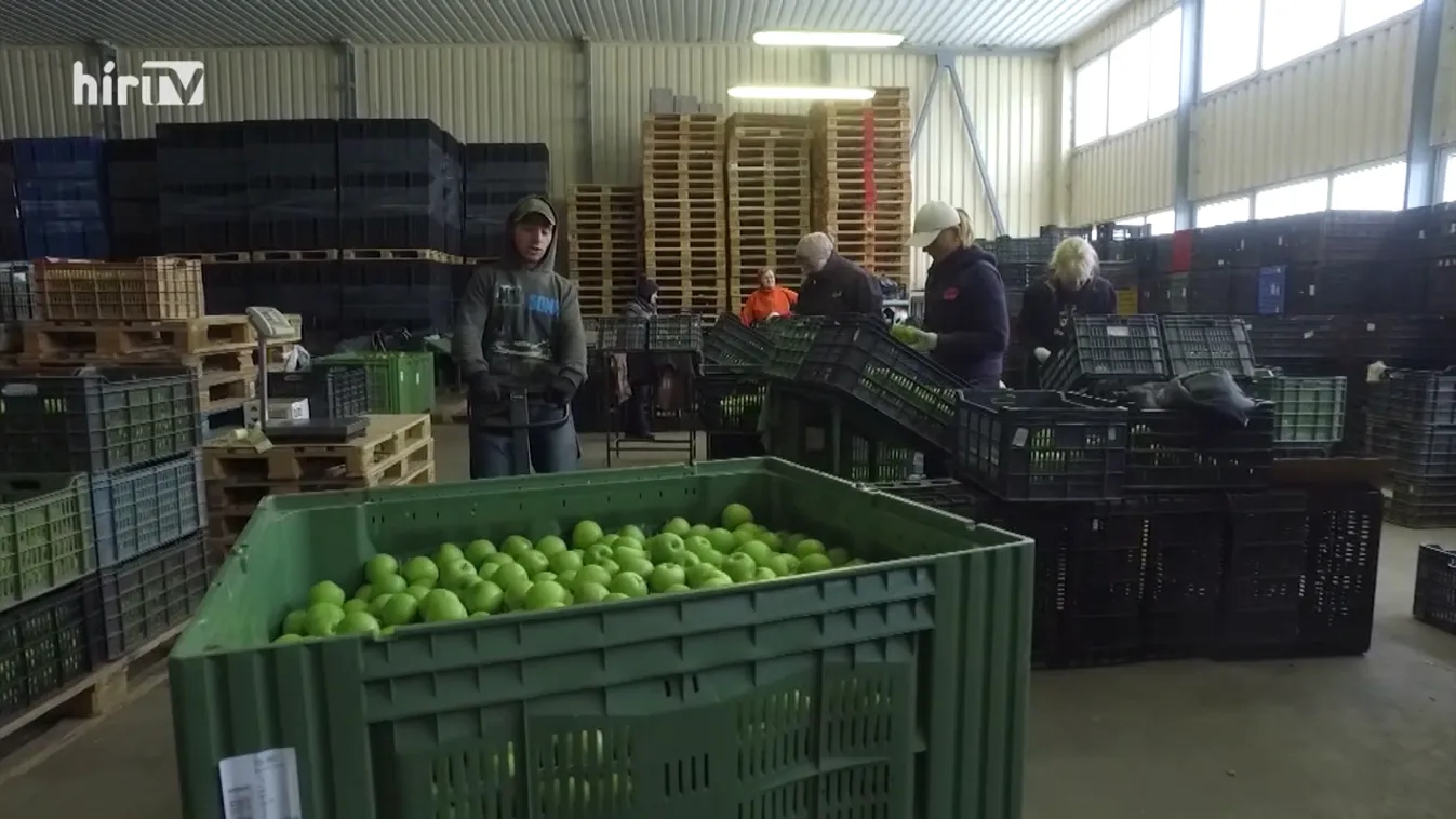 Soroló: Az egykor húzóágazatnak számító almatermesztés korántsem mutat pozitív jövőképet