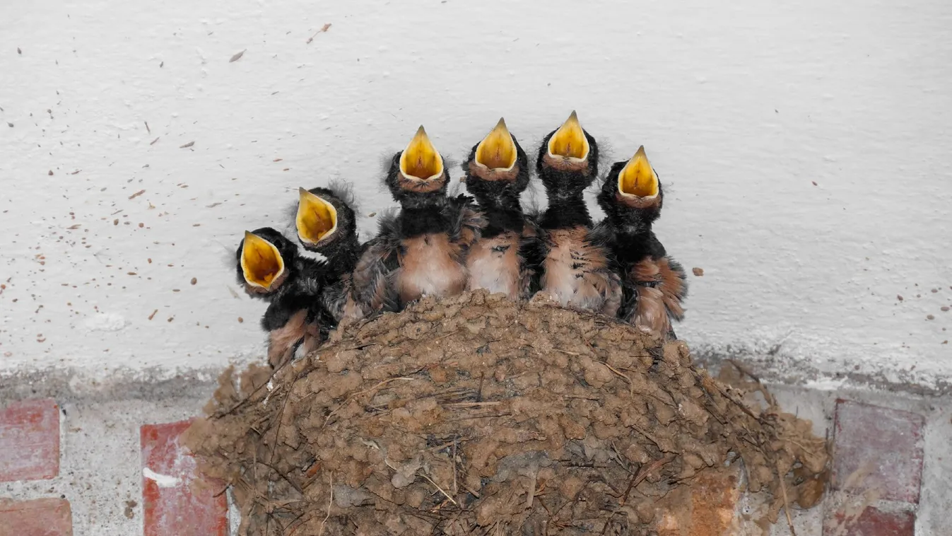 A költési szezon vége miatt lehet kevesebb madarat látni augusztusban