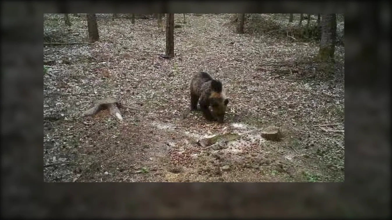 Napindító - Ismét medvét láttak a Bükkben