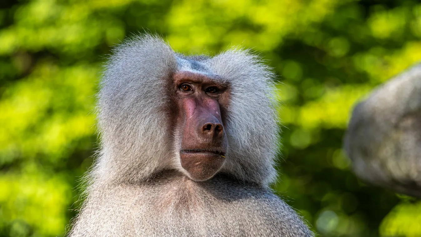 Majomtúrával is várja az érdeklődőket az idei szezonban a Richter Safari Park