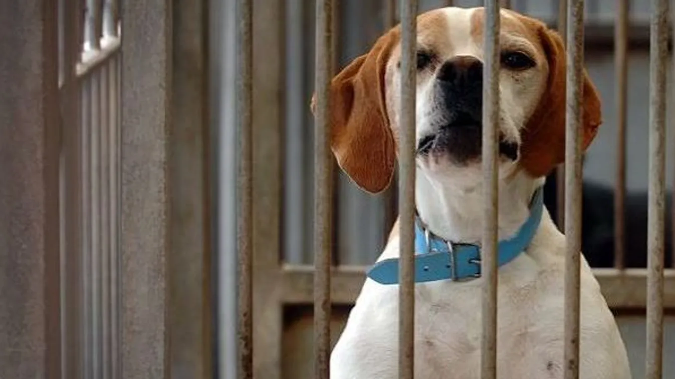 Az elaltatott és megkínzott állatokra emlékeztek